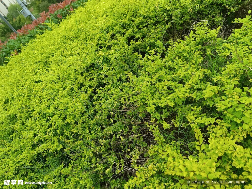 翠綠繁茂的灌木叢景觀