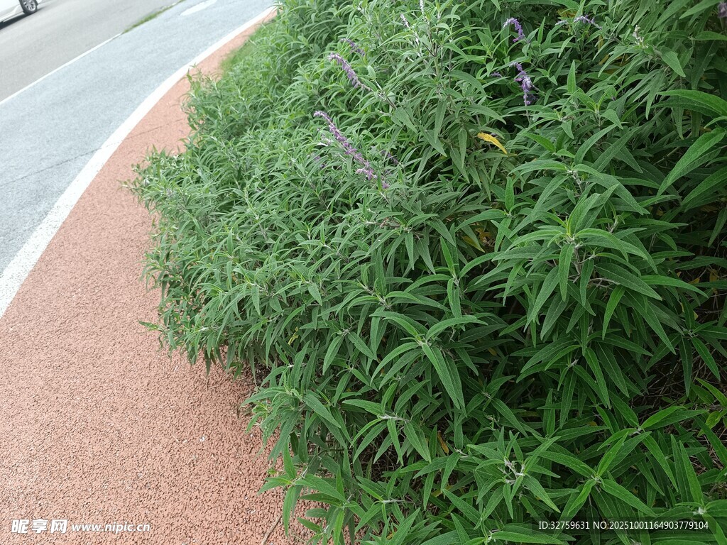 路邊翠綠繁茂的植物