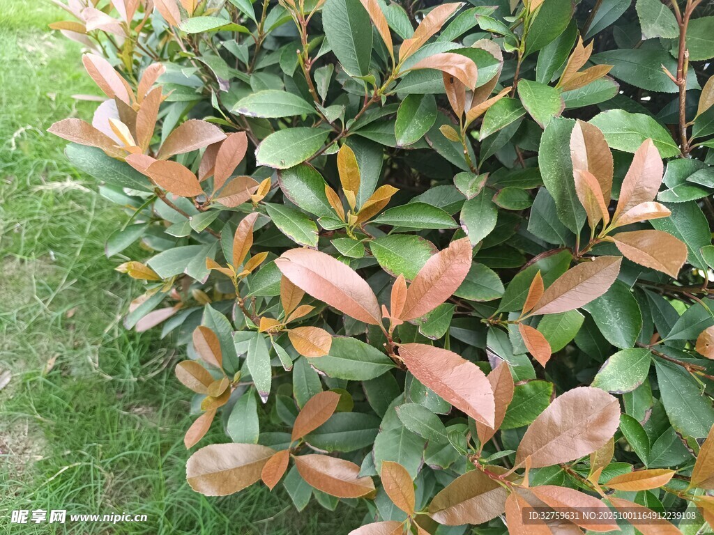 紅葉灌木