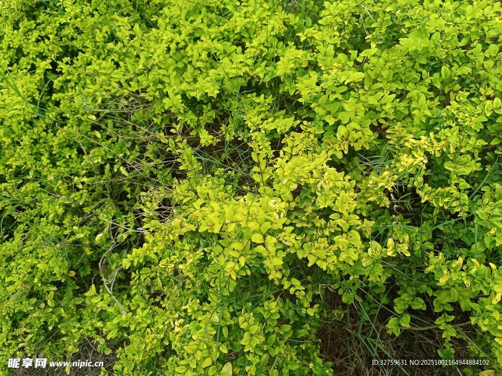 翠綠繁茂的生機(jī)綠植