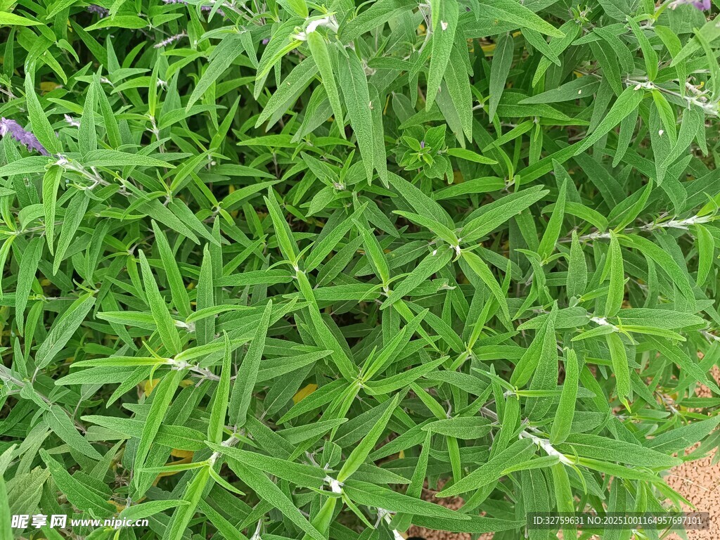 翠綠草地上的白色小花