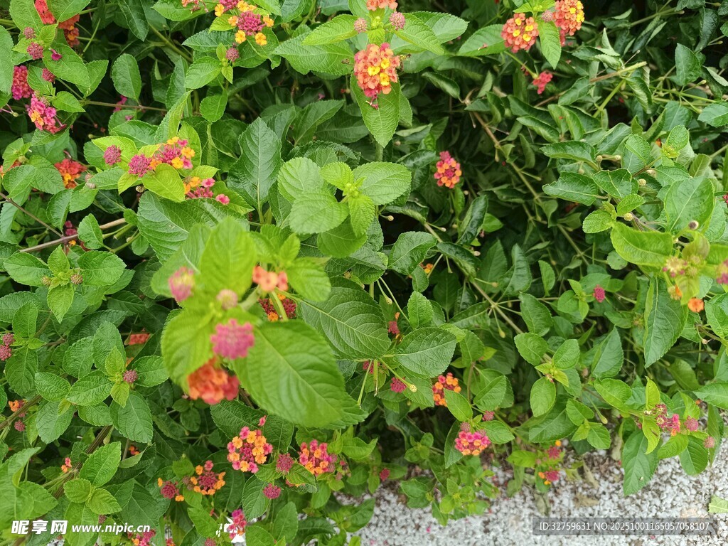 綠葉間的橙紅色小花