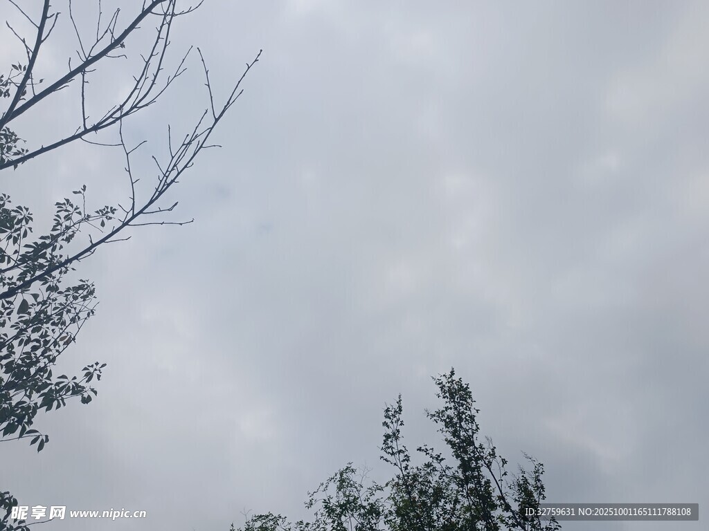 陰天樹梢景象