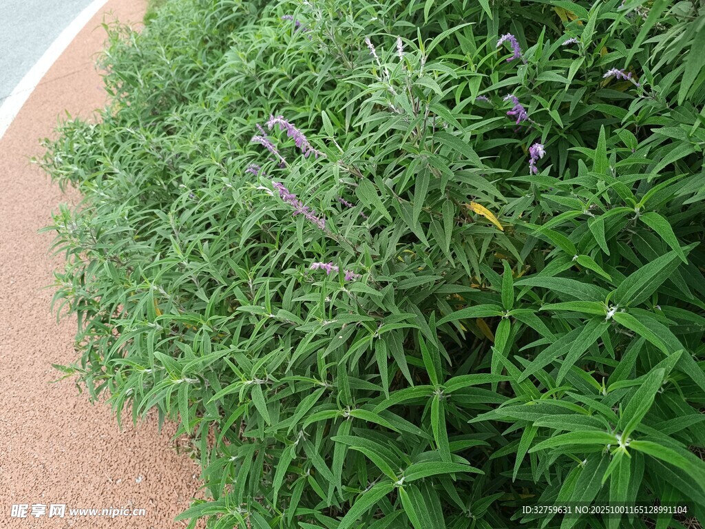 翠綠茂盛的叢生草本植物