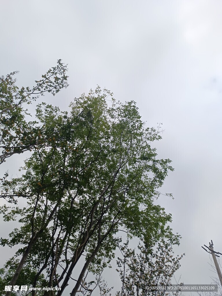 天空下的蔥郁樹(shù)木