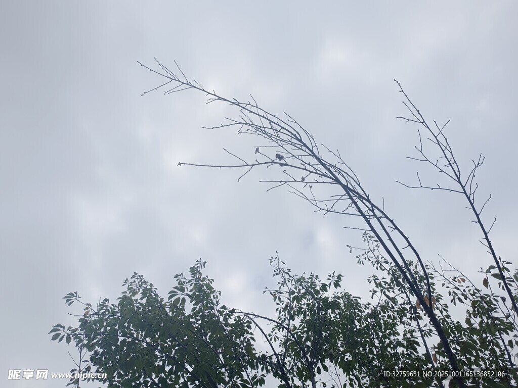 天空下的枯樹(shù)枝與綠樹(shù)