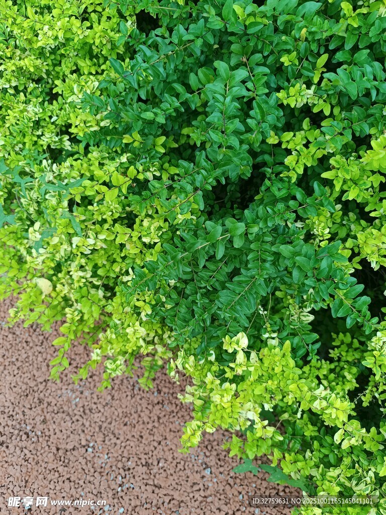 翠綠植物與地面景致