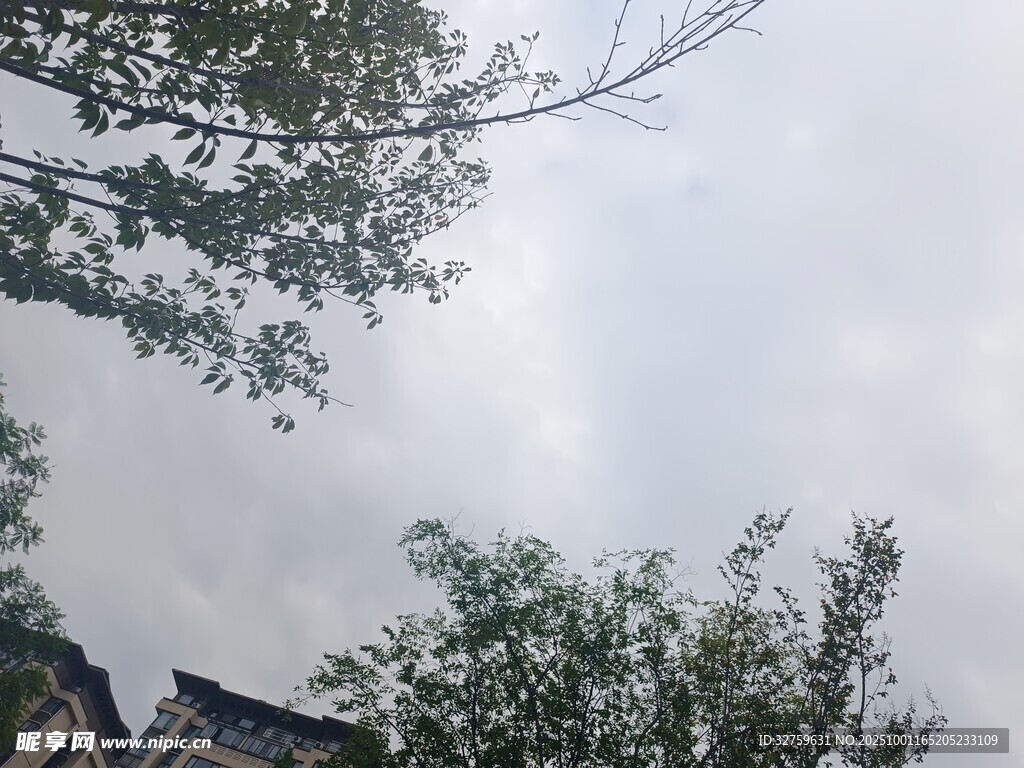 樹梢間的天空與古建筑