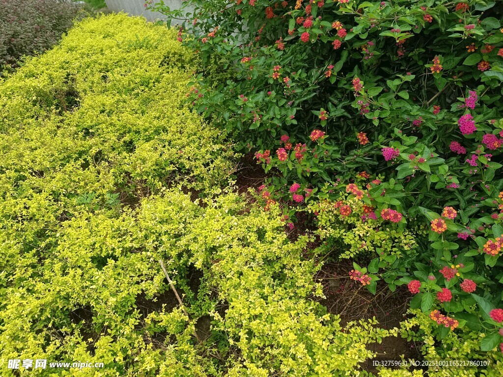 多彩花卉綠植景觀