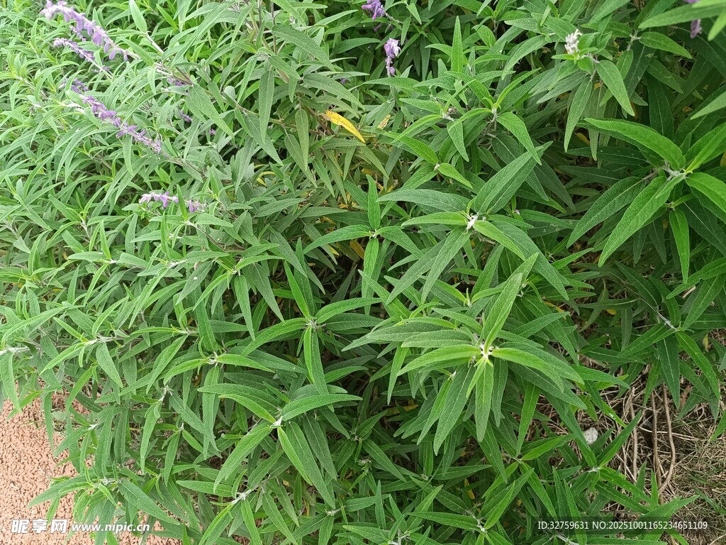 茂盛的綠色植物景觀