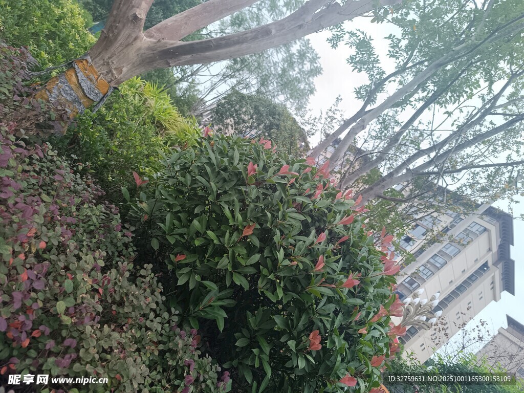 繁茂綠植環(huán)繞的戶外景致