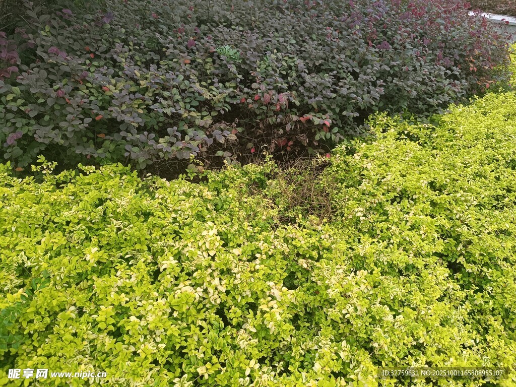 翠綠灌木叢景觀