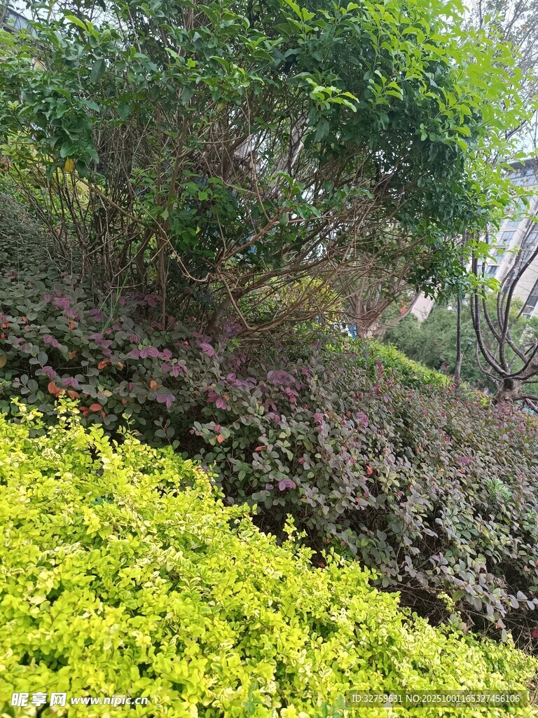 多彩植物景觀