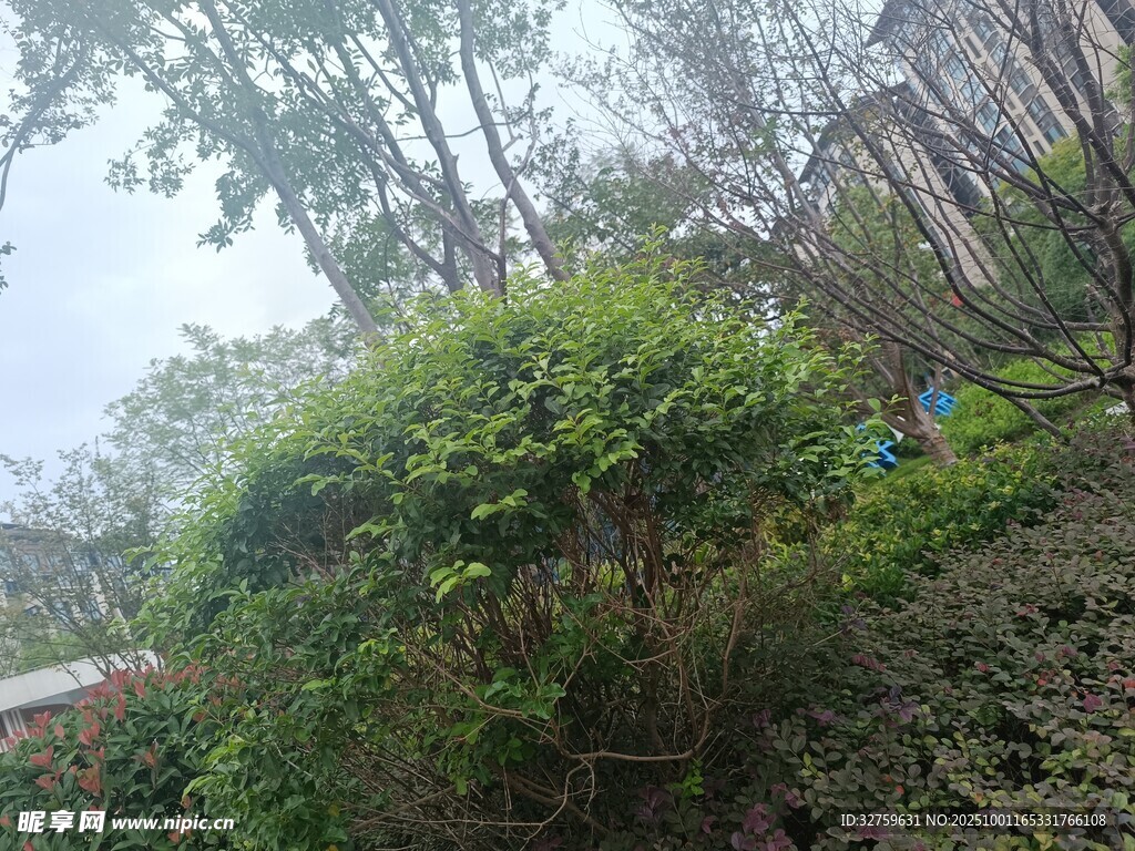 山林間繁茂綠植景觀