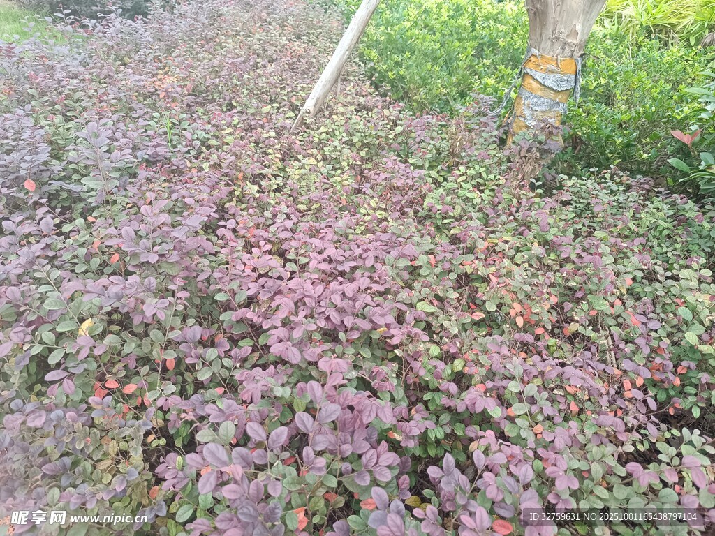 地面紫色植物景觀