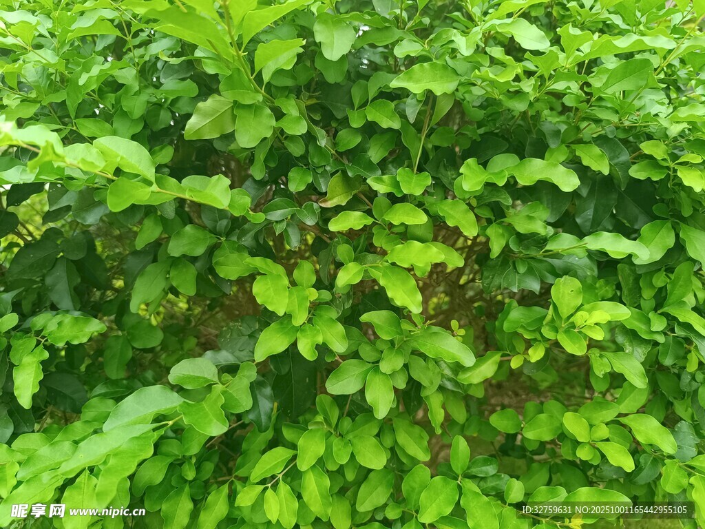 翠綠繁茂的綠植景觀