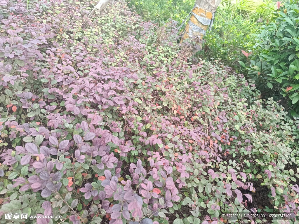 紫葉植物景觀