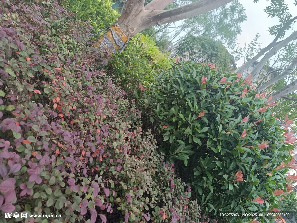 多彩植物景觀