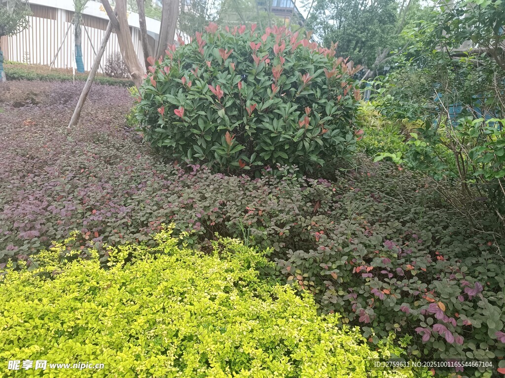 多彩植物裝點(diǎn)的美麗花園