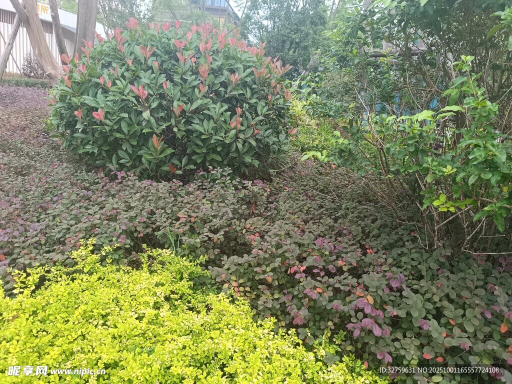 多彩綠植景觀