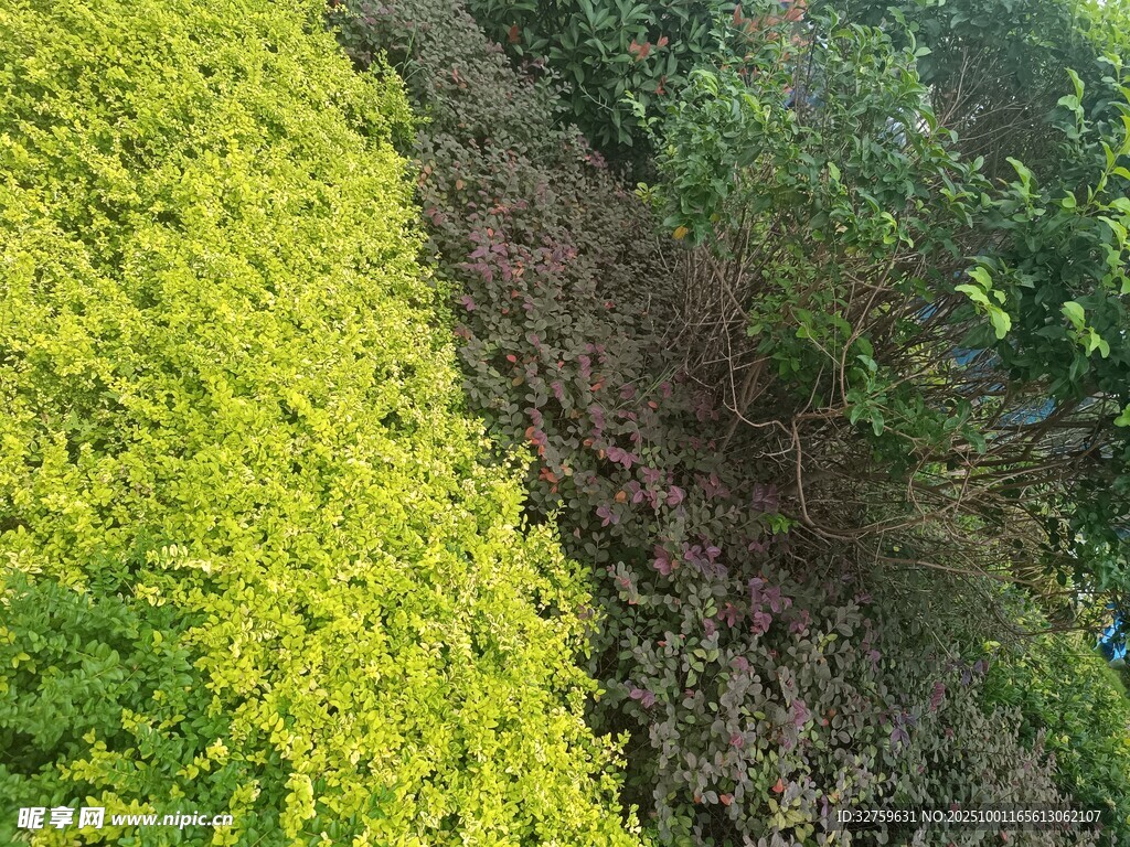 黃綠相間的植物景觀