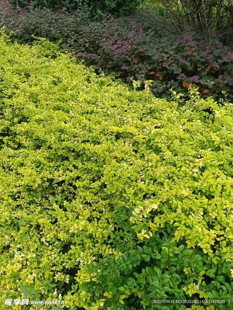 翠綠繁茂的多彩灌木叢