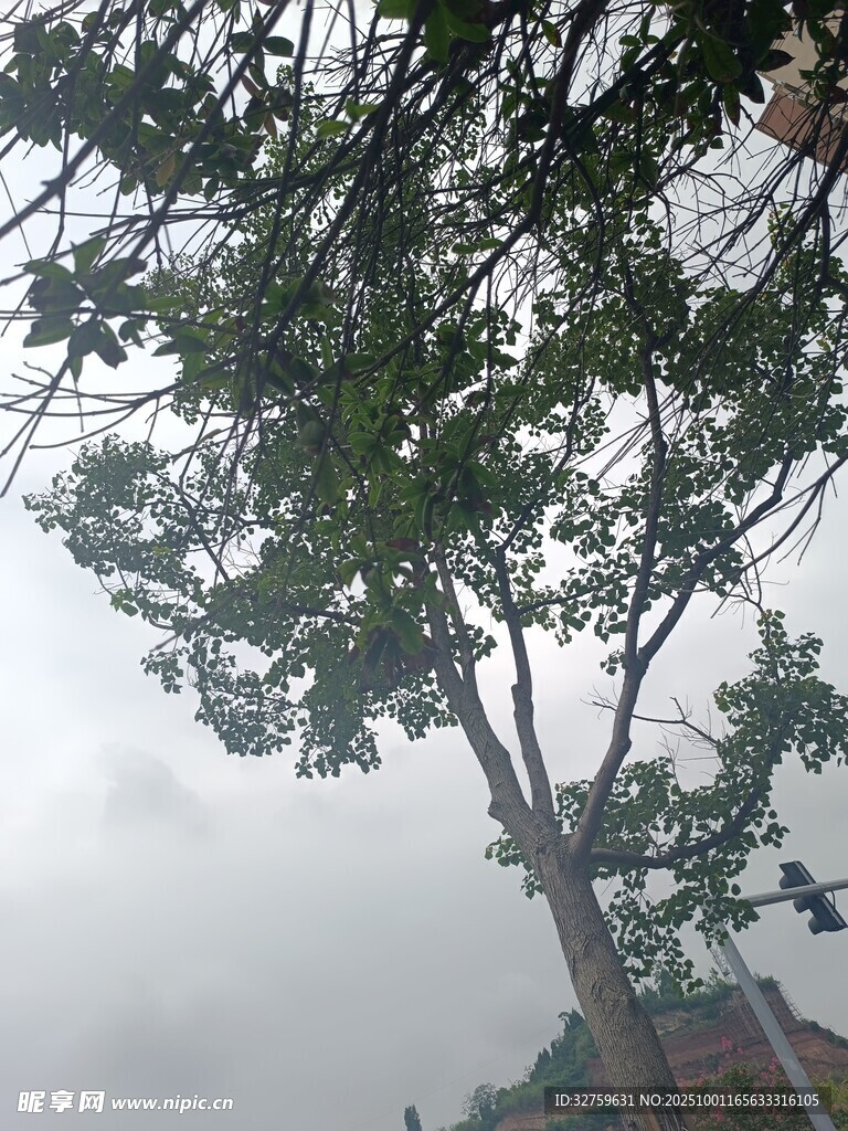 雨中仰視繁茂樹木