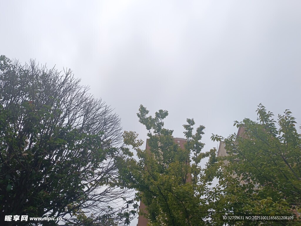陰天中的樹梢景象