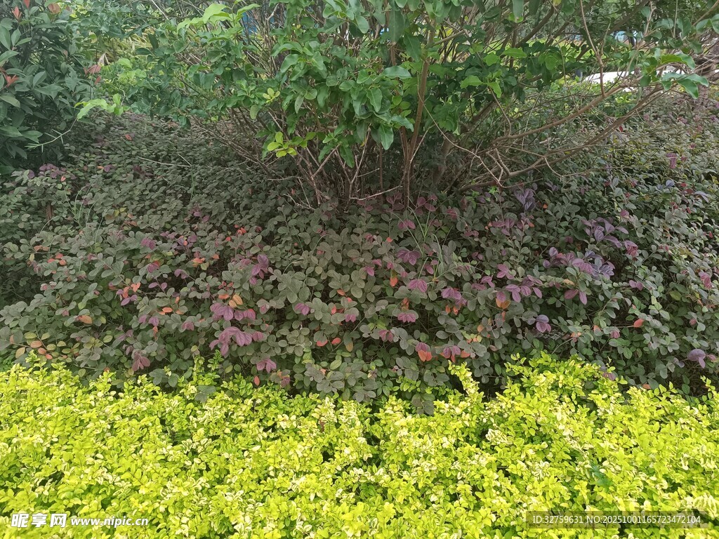 多彩植物景觀