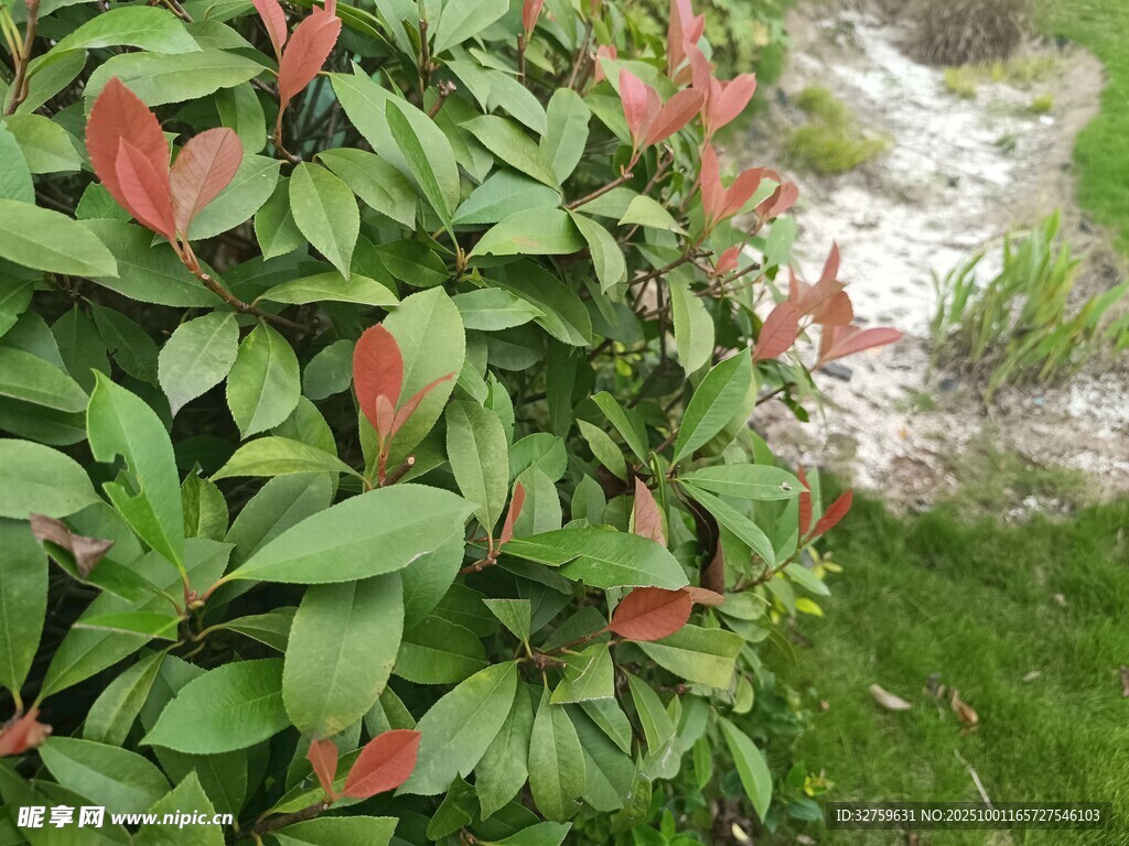 紅綠相間的繁茂植物
