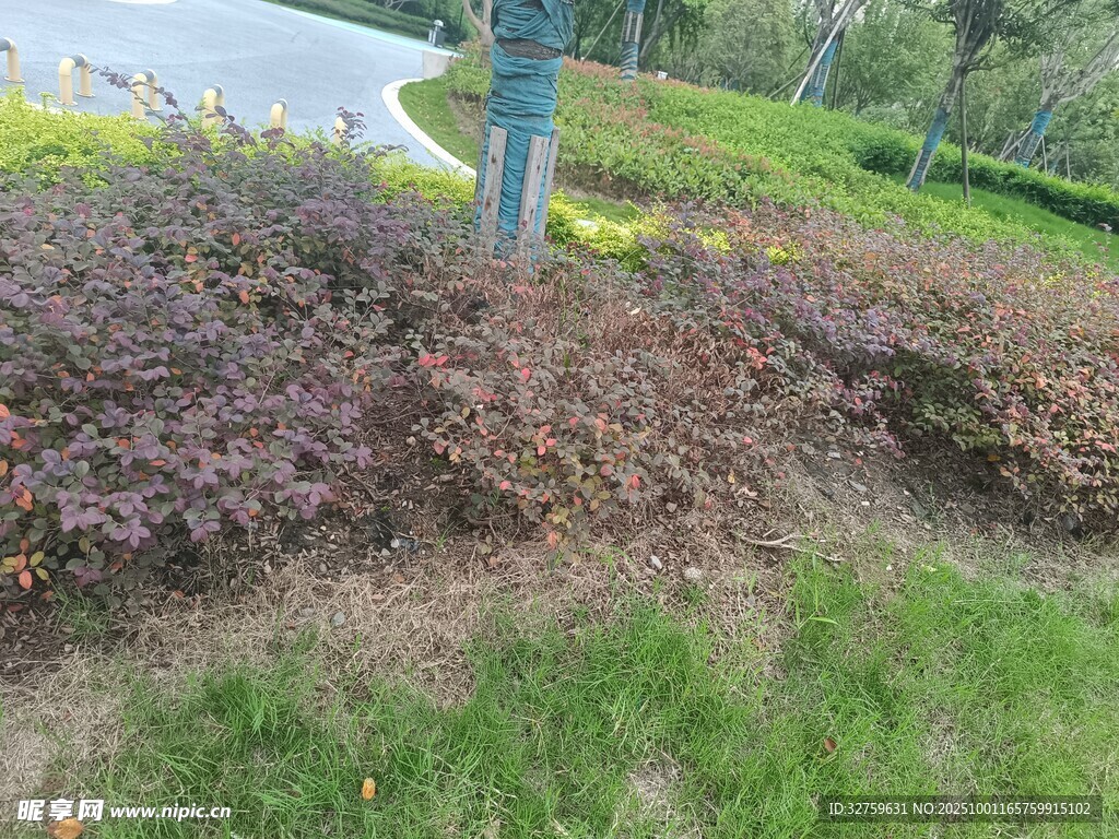 路邊多彩灌木叢景觀