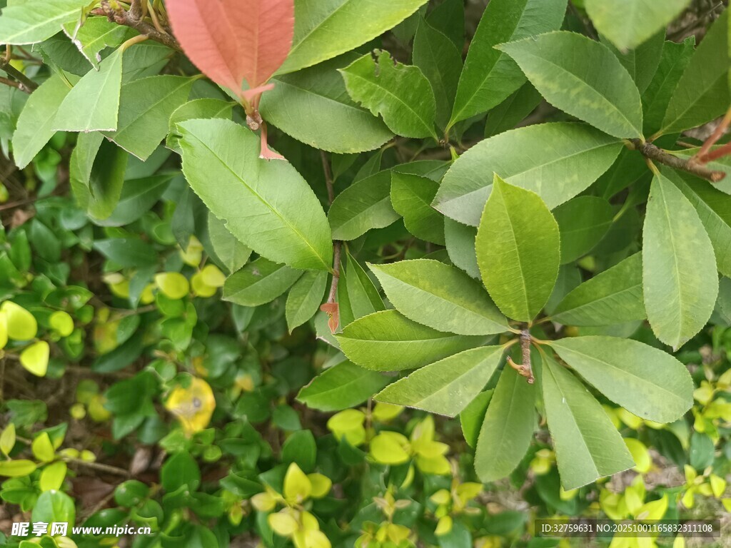 綠葉間的一抹紅