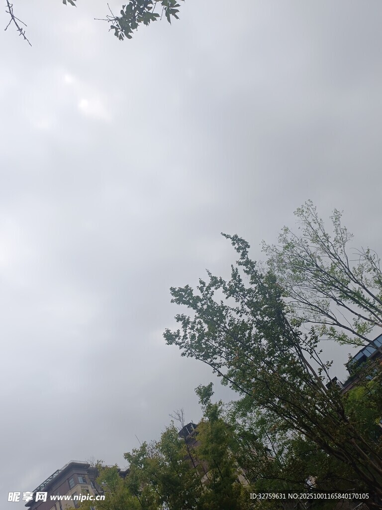 陰天中的樹木與天空