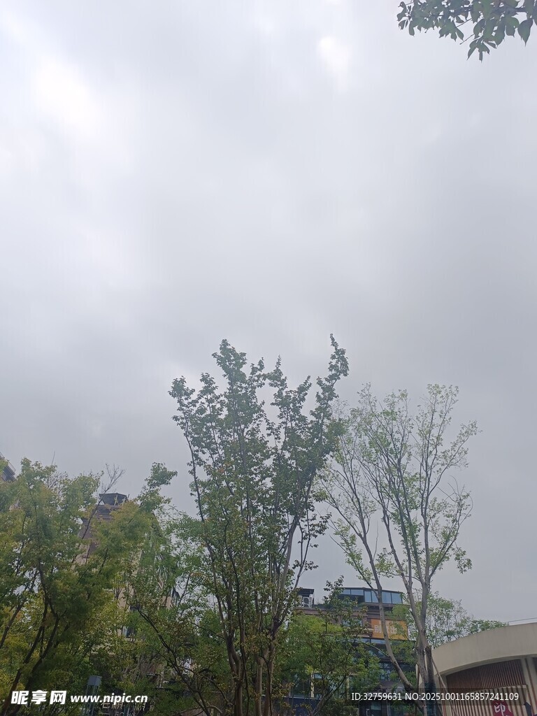陰天中的樹木與建筑