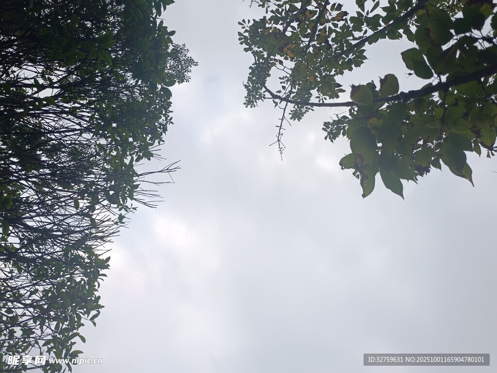 仰視天空中的繁茂枝葉