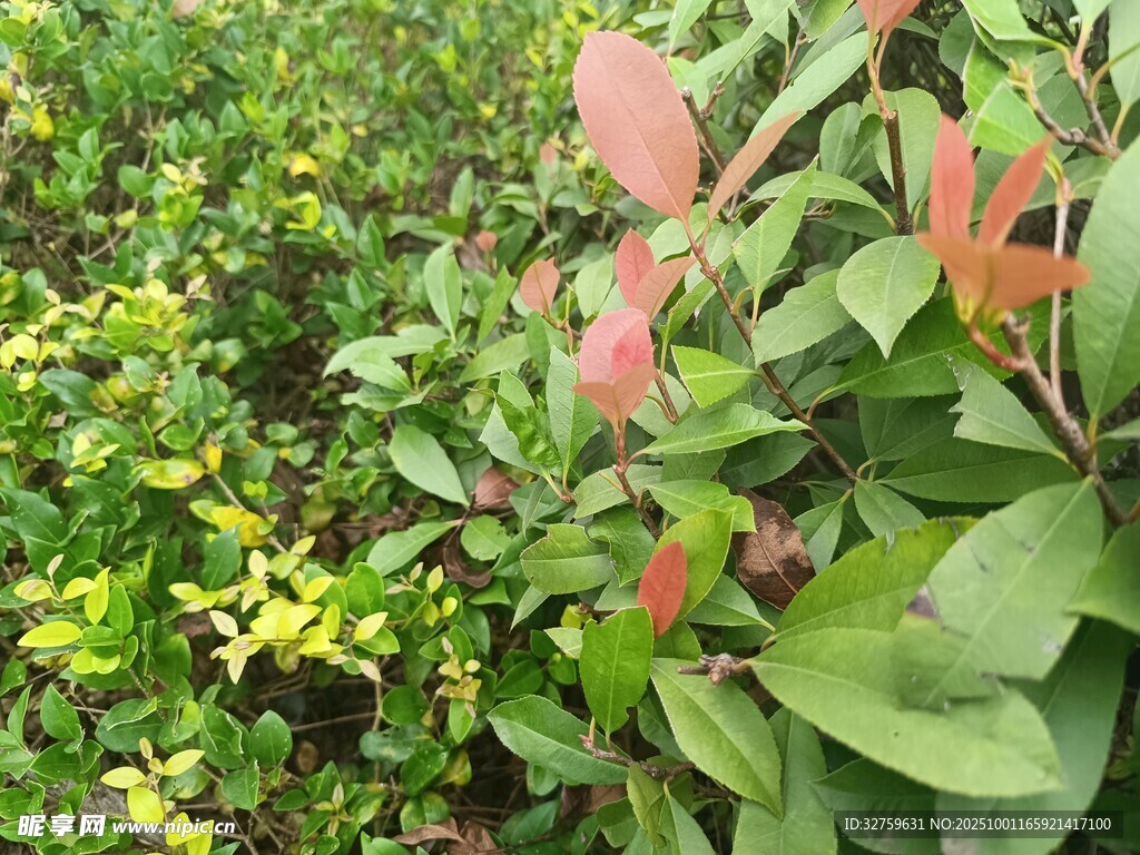 多彩植物景觀
