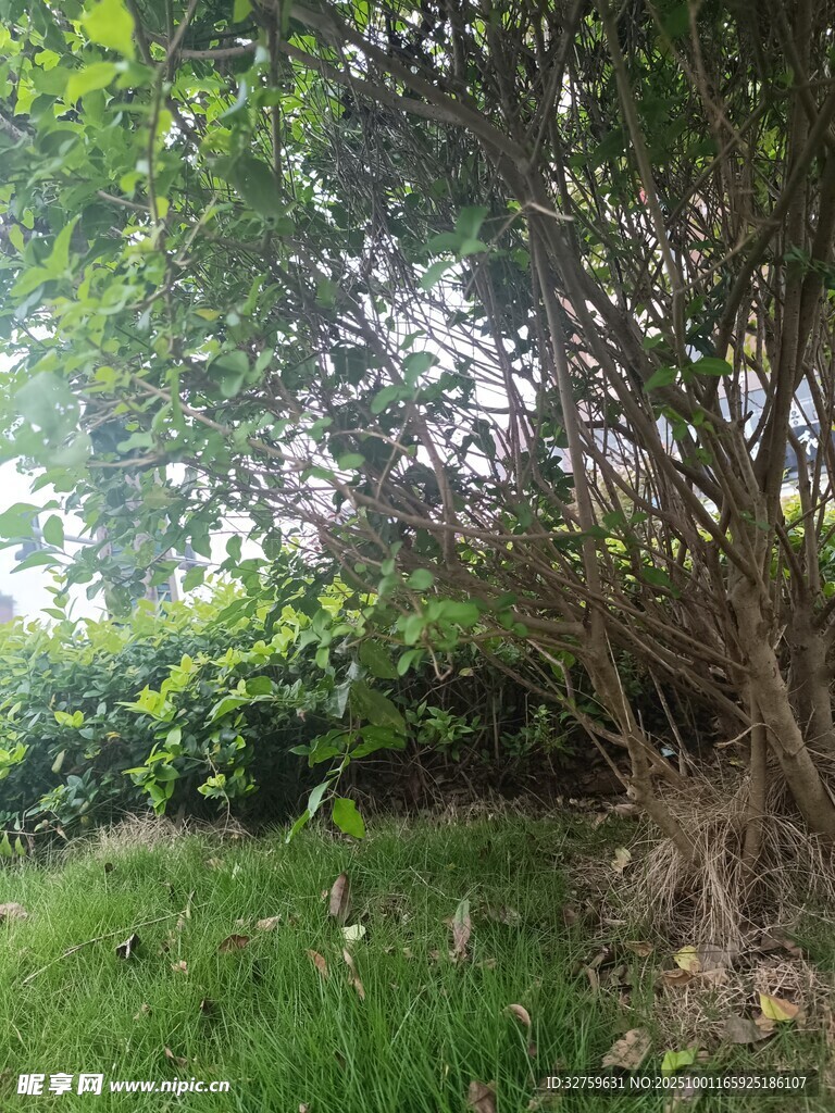 繁茂綠植下的自然景象