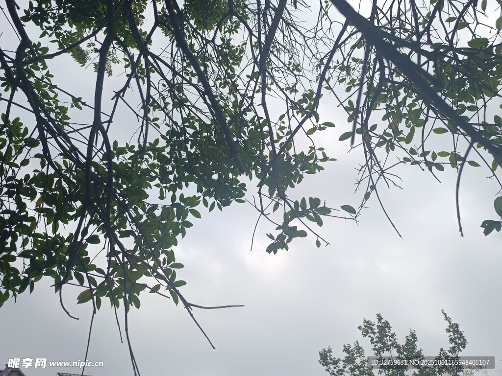 仰視繁茂樹枝與天空