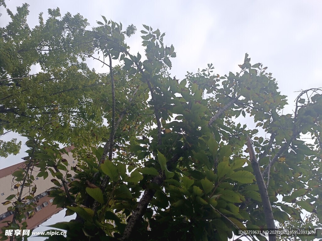 枝葉繁茂的綠樹