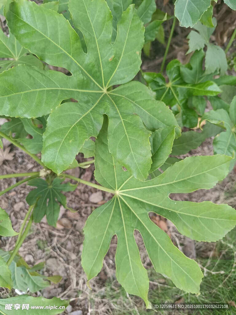 大葉片綠植特寫
