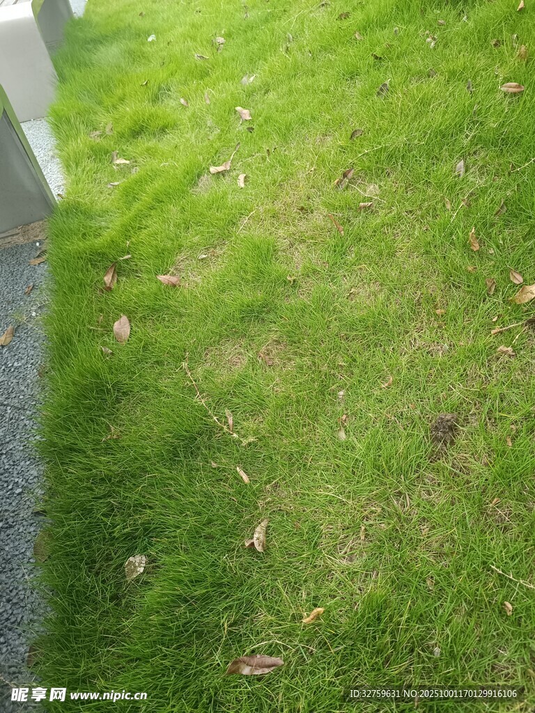 翠綠草地與落葉景觀