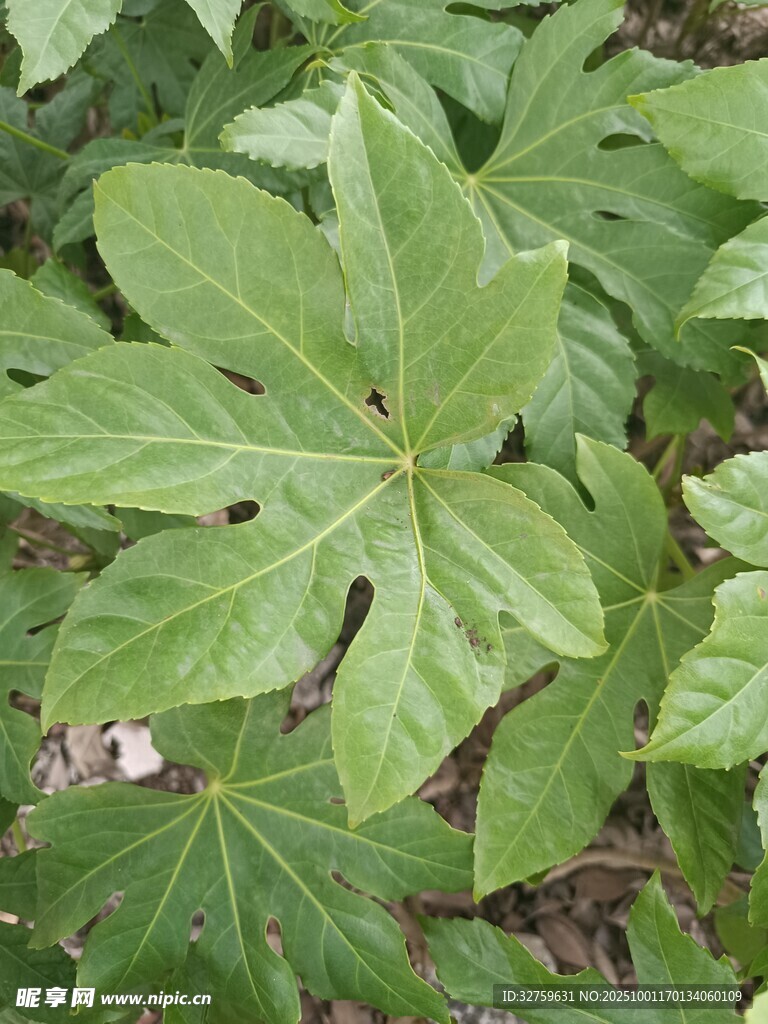 大葉片的綠色植物特寫