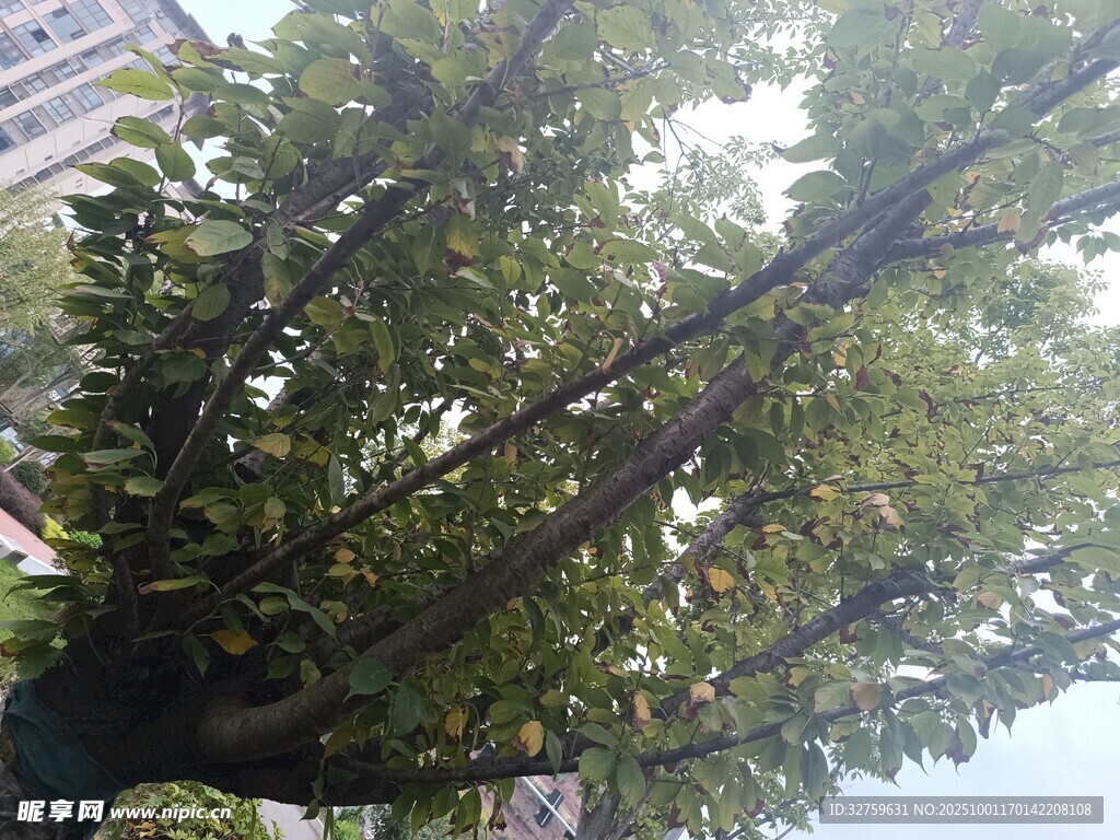 茂盛枝葉的大樹