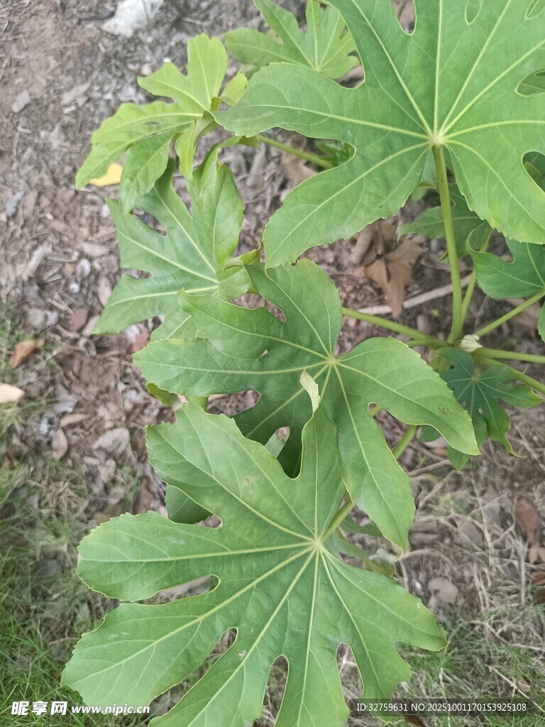 綠葉繁茂的植物