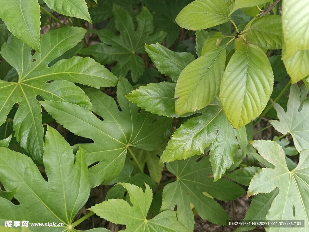 綠葉叢生的植物景象