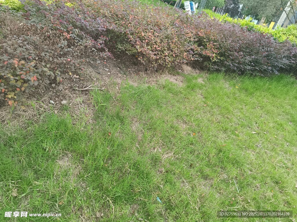 戶外草坪與低矮植被景觀