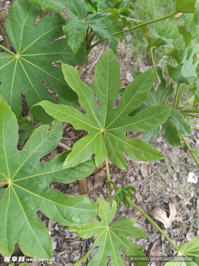 大葉片植物特寫