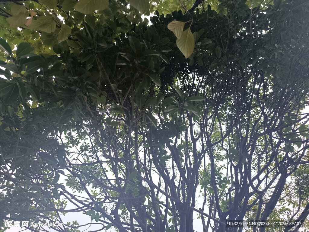 仰視繁茂樹冠景象