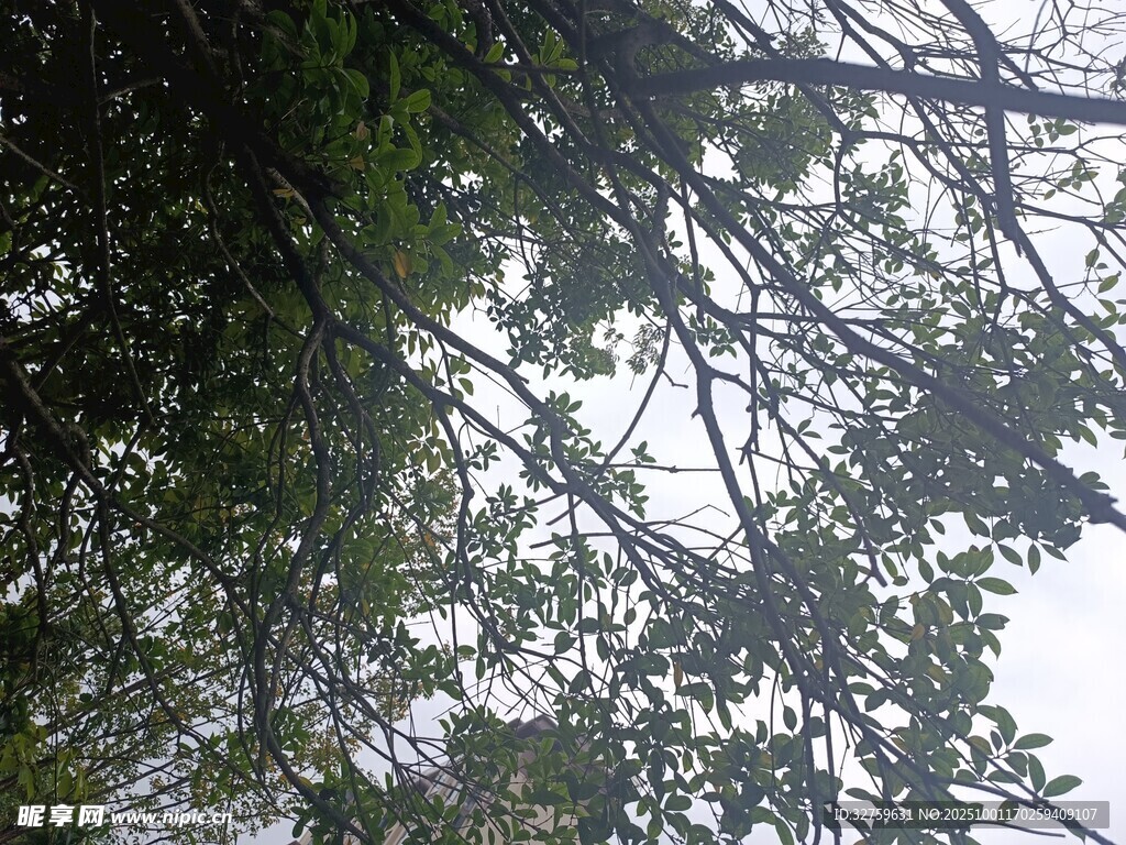 仰視繁茂樹枝景象