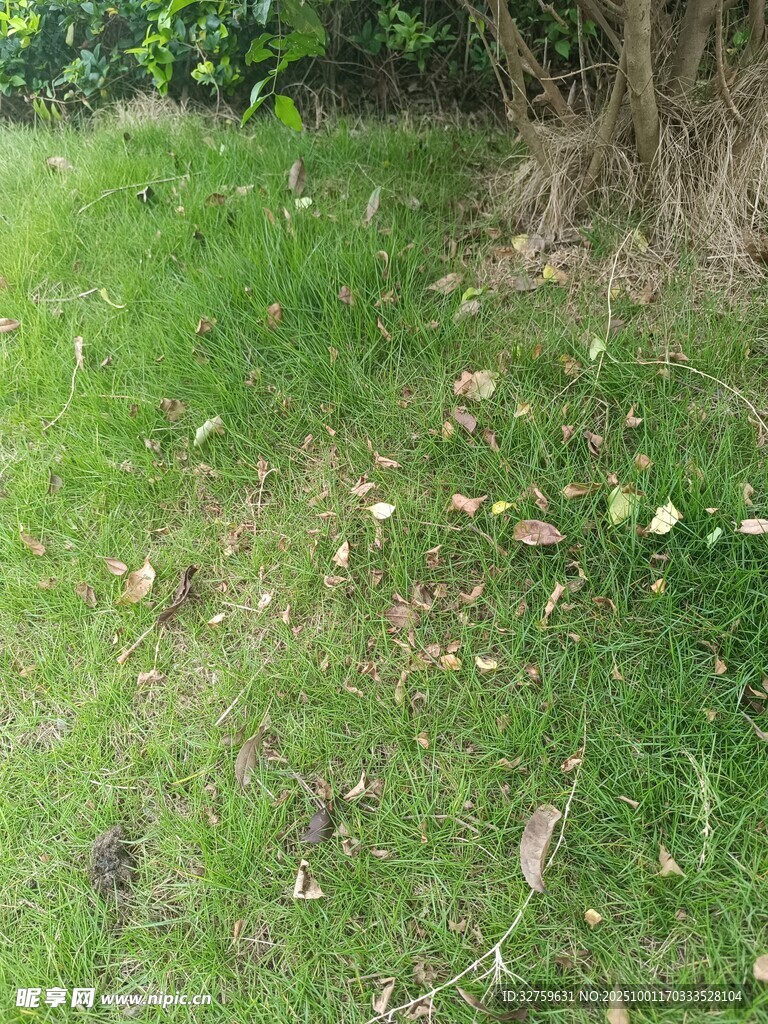 草地與落葉的自然景致